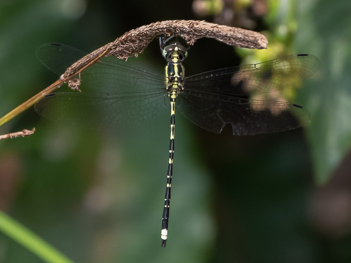 Choristhemis flavoterminata male-1990.jpg